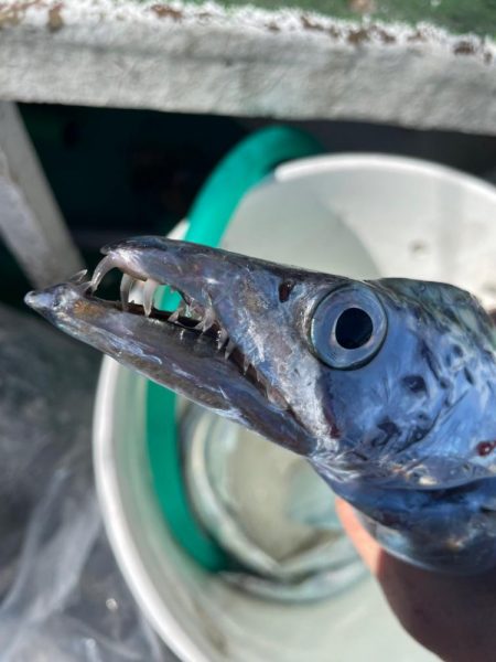 明石　太刀魚テンヤ