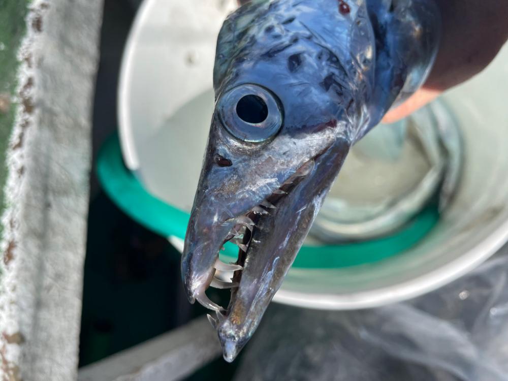 明石　太刀魚テンヤ