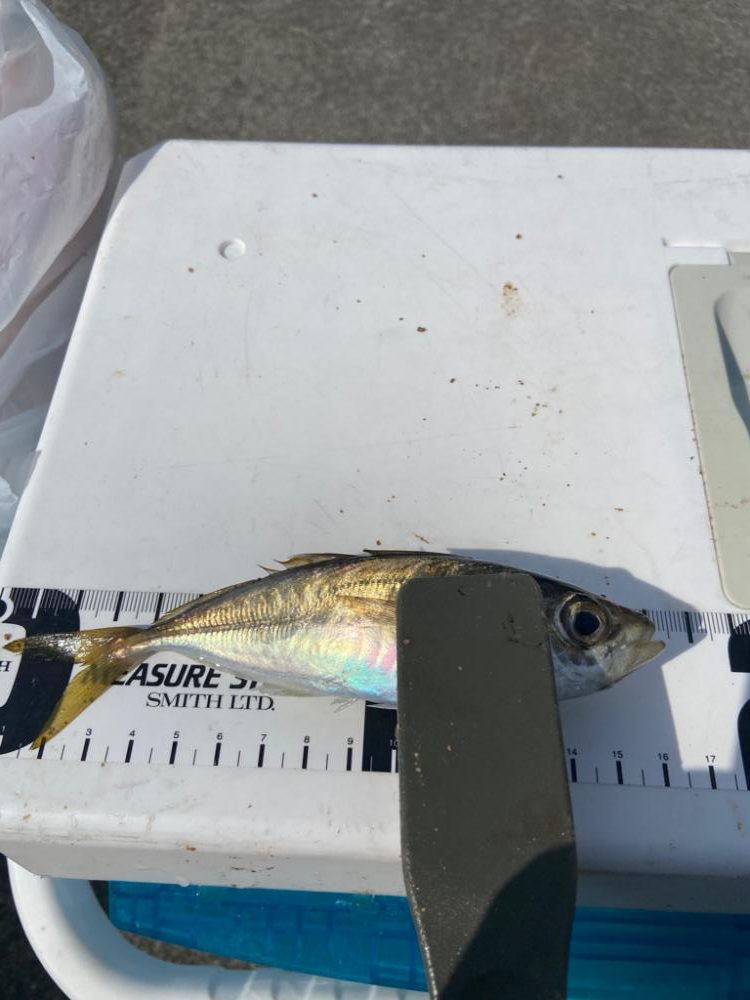 地味に初烏賊、ちょい投げシロギスタの二刀流