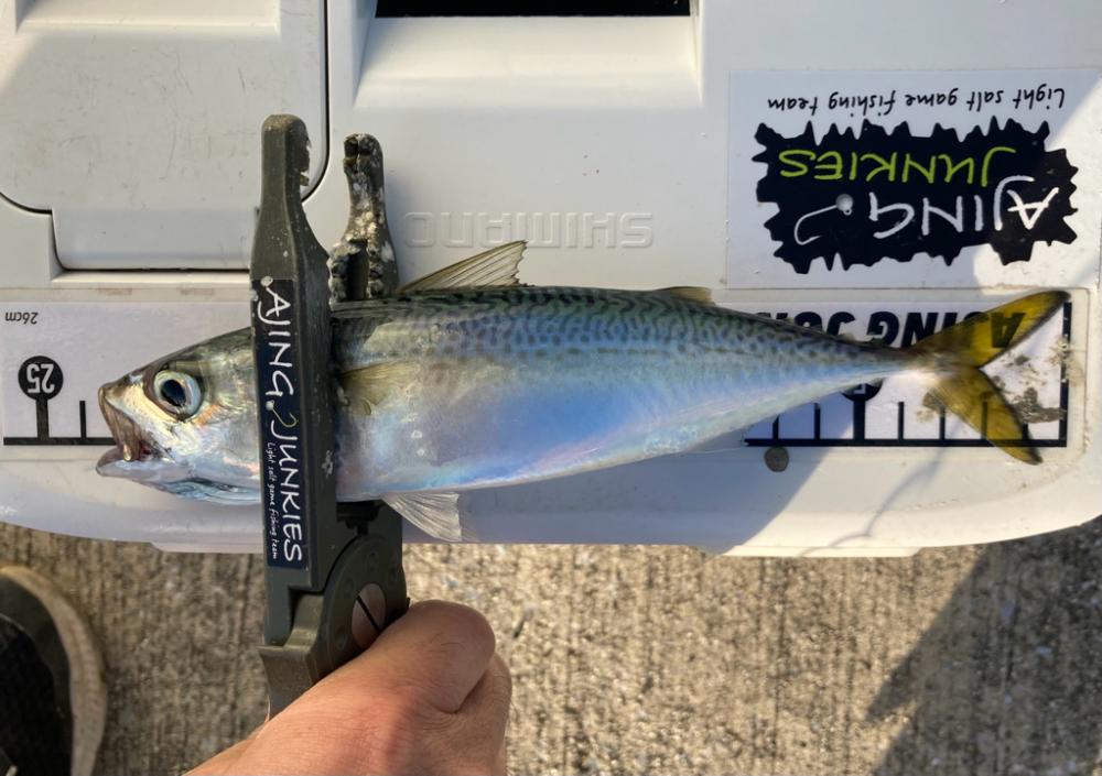 デイアジングで3目釣り