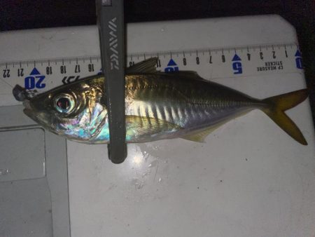 アジングエギング