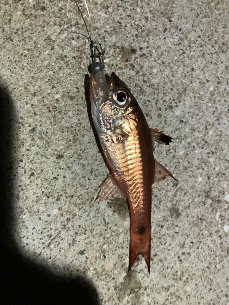 アオリイカ探し