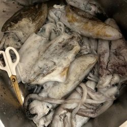 しまなみエギング大会