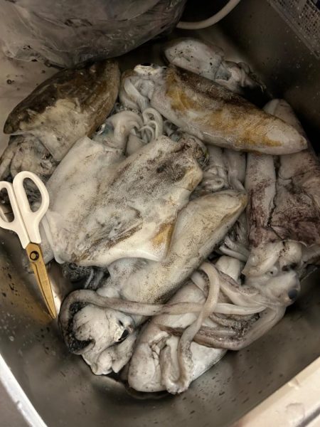 しまなみエギング大会