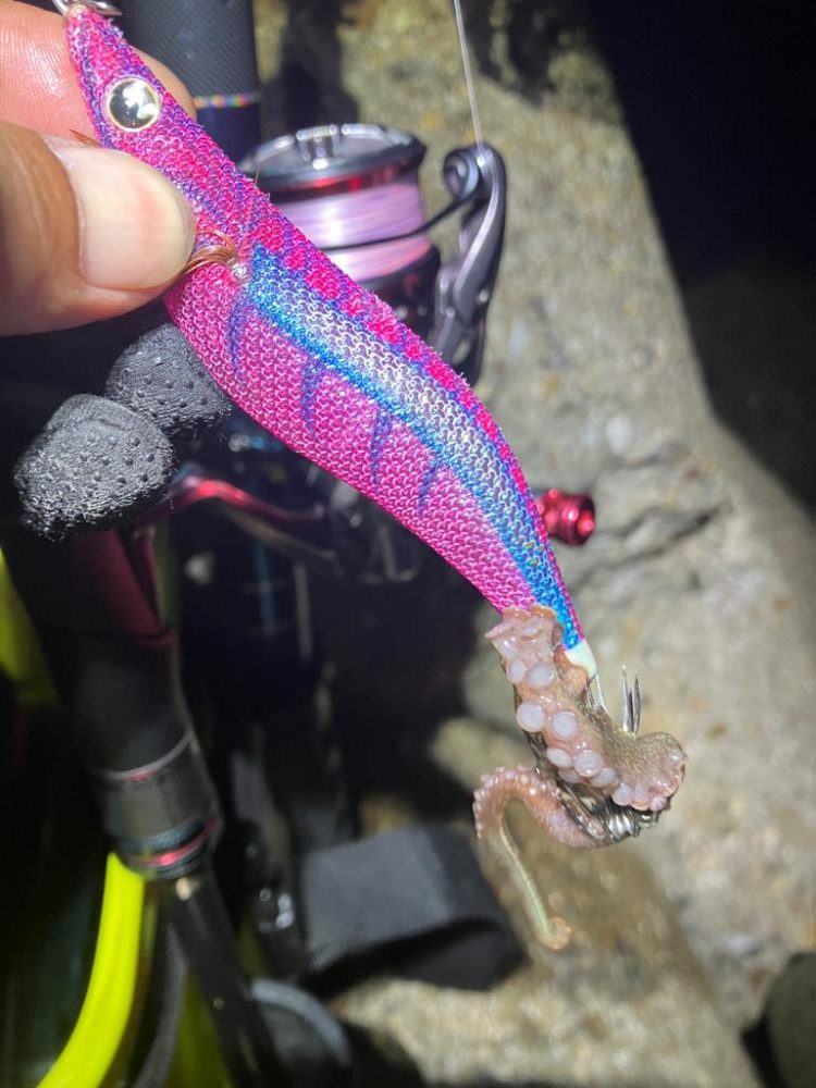 ナイトエギング　タコには注意σ(^_^;)