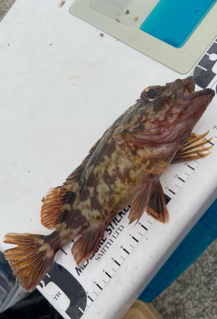 ちょい投げシロギスタの激シブキス