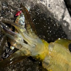 仕事終わりエギング！