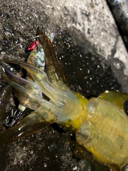 仕事終わりエギング！