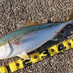 東二見ノマセ調査