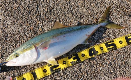 東二見ノマセ調査