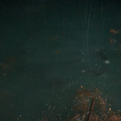 【伊根〜丹後エリア】雨でもエギング！