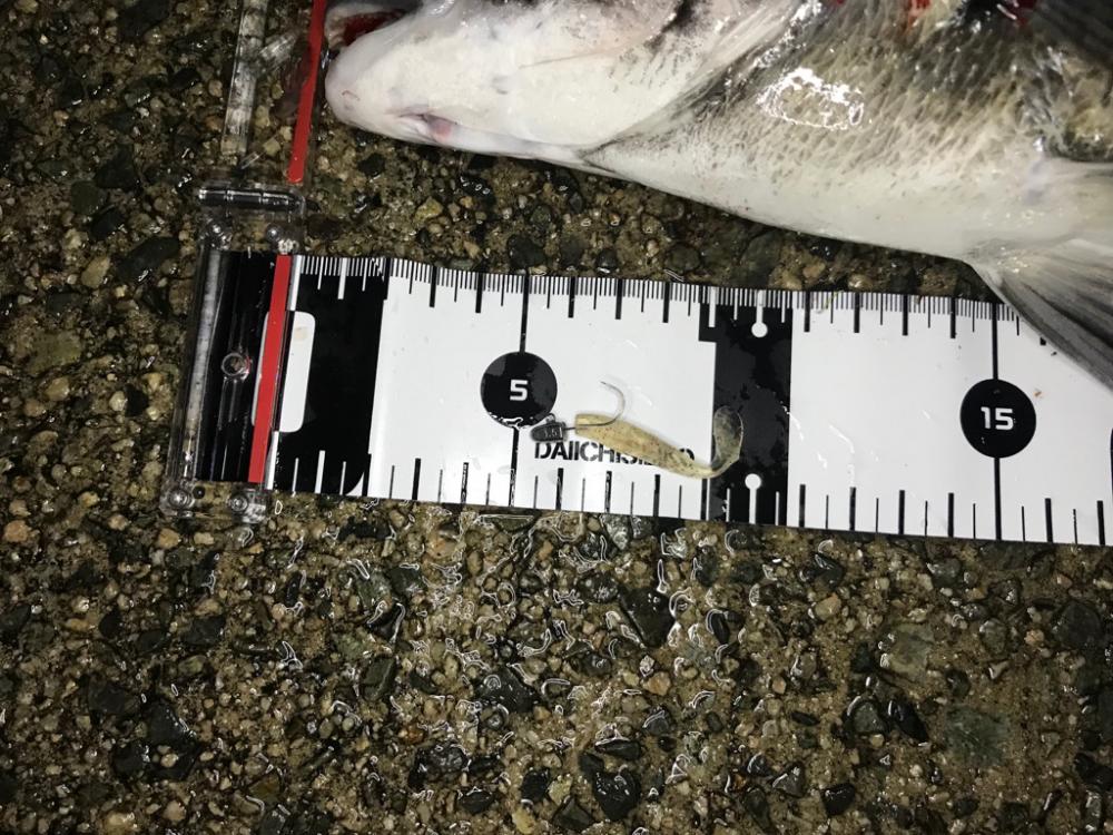 今日もアジング釣行