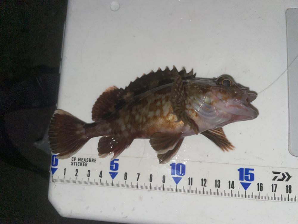 アジングエギング