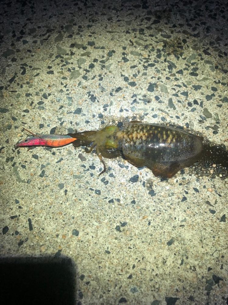 【舞鶴〜丹後エリア】デイエギング