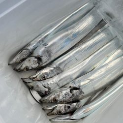 明石沖ジギング