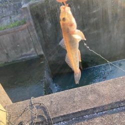 滝でハゼ釣り