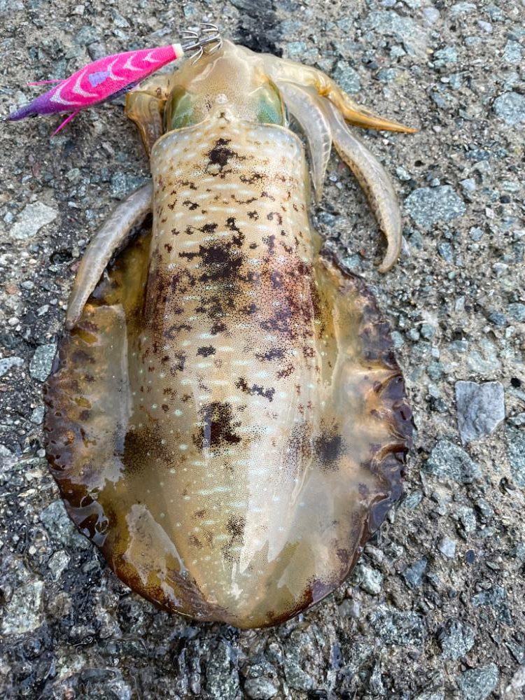 2023 佐渡ヶ島エギング 36回目【10月21日】