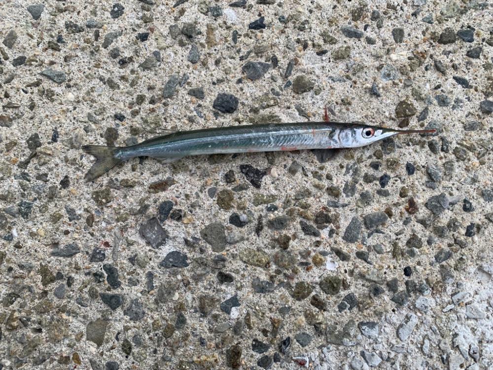 朝マヅメシーバス、青物狙い