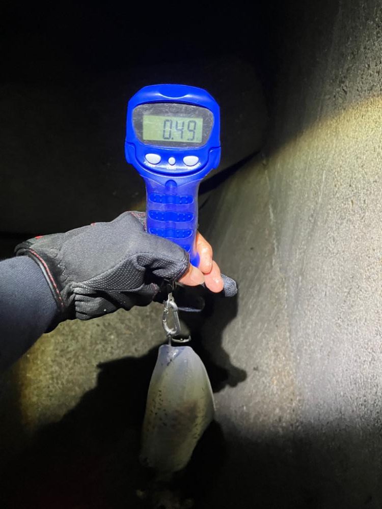 寒い中🥶でもナイトエギングσ(^_^;)