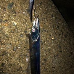 タチウオがいっぱい