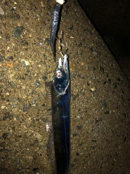 タチウオがいっぱい