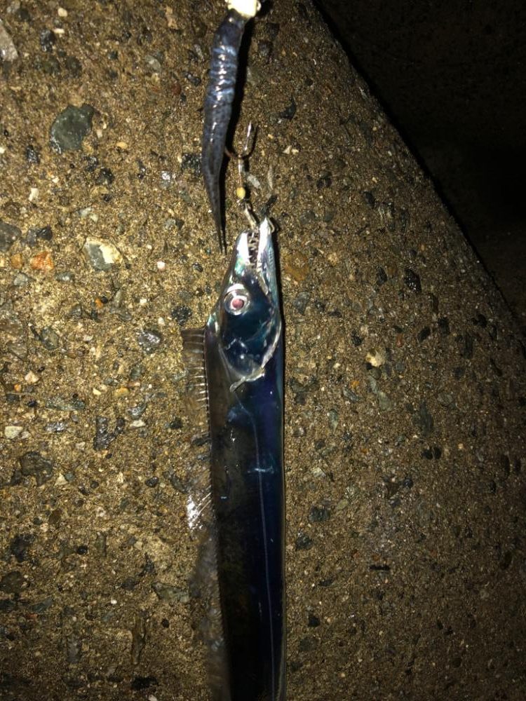 タチウオがいっぱい