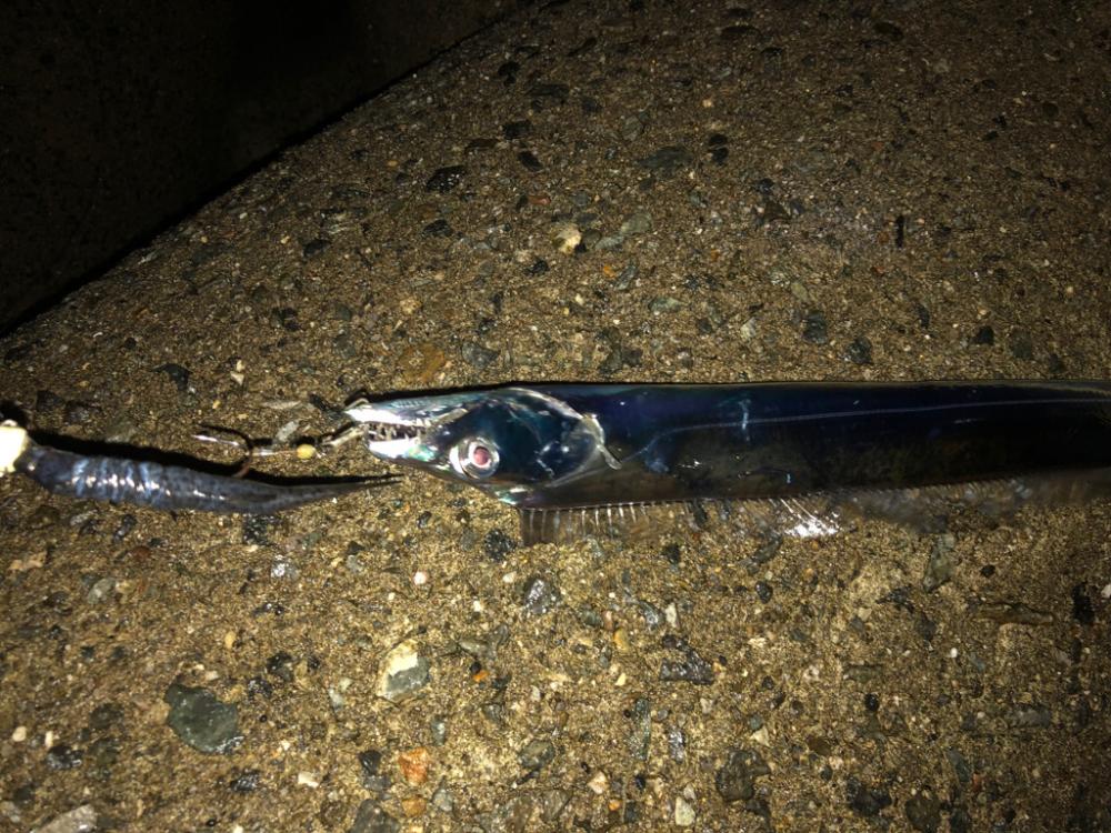 タチウオがいっぱい