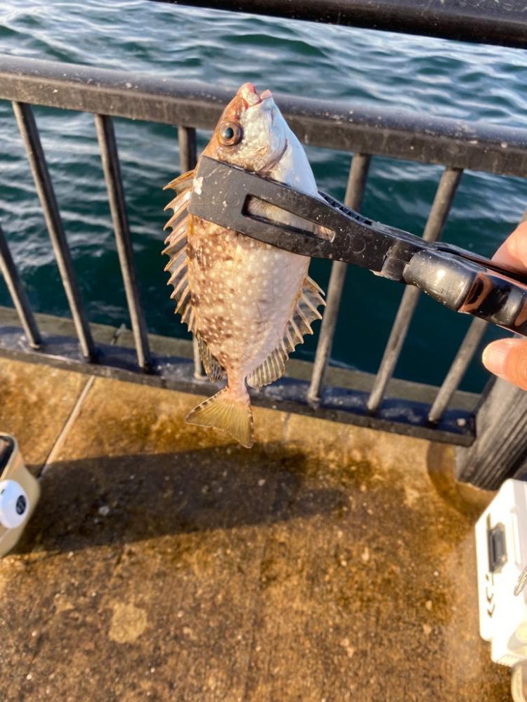 五目釣り、イン初場所、神戸空港