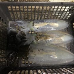 淡路のフグ、カワハギ、アオリイカ