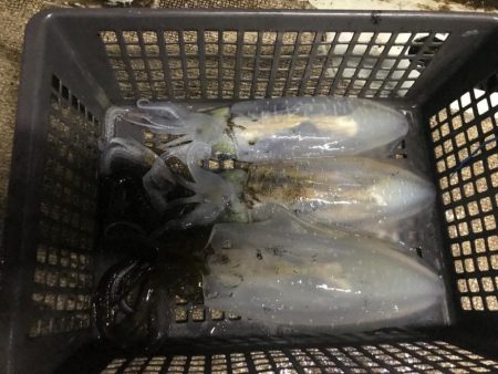 淡路のフグ、カワハギ、アオリイカ