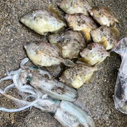 イカハゲ釣り