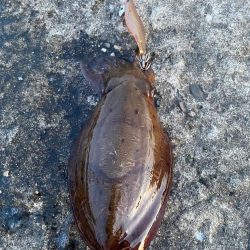 朝、夕まずめのアオリ狙い