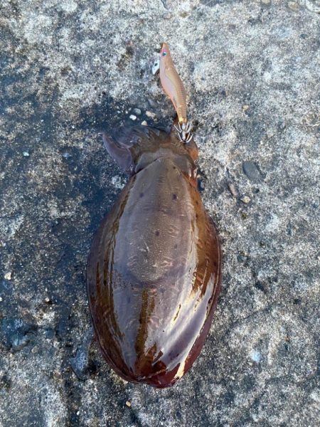 朝、夕まずめのアオリ狙い