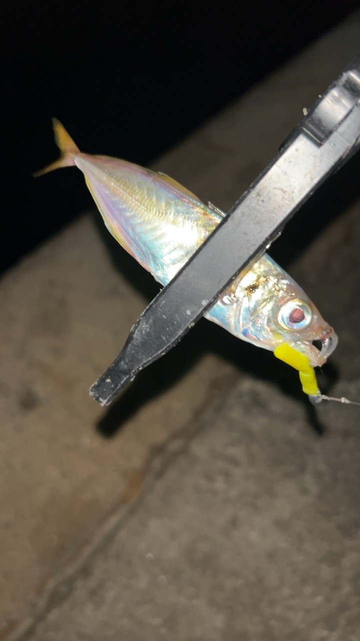 風強いのにアジングで六目達成!