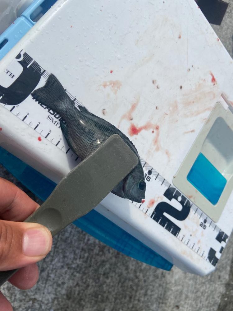 落ちギス出会わずのちょい投げシロギスタ