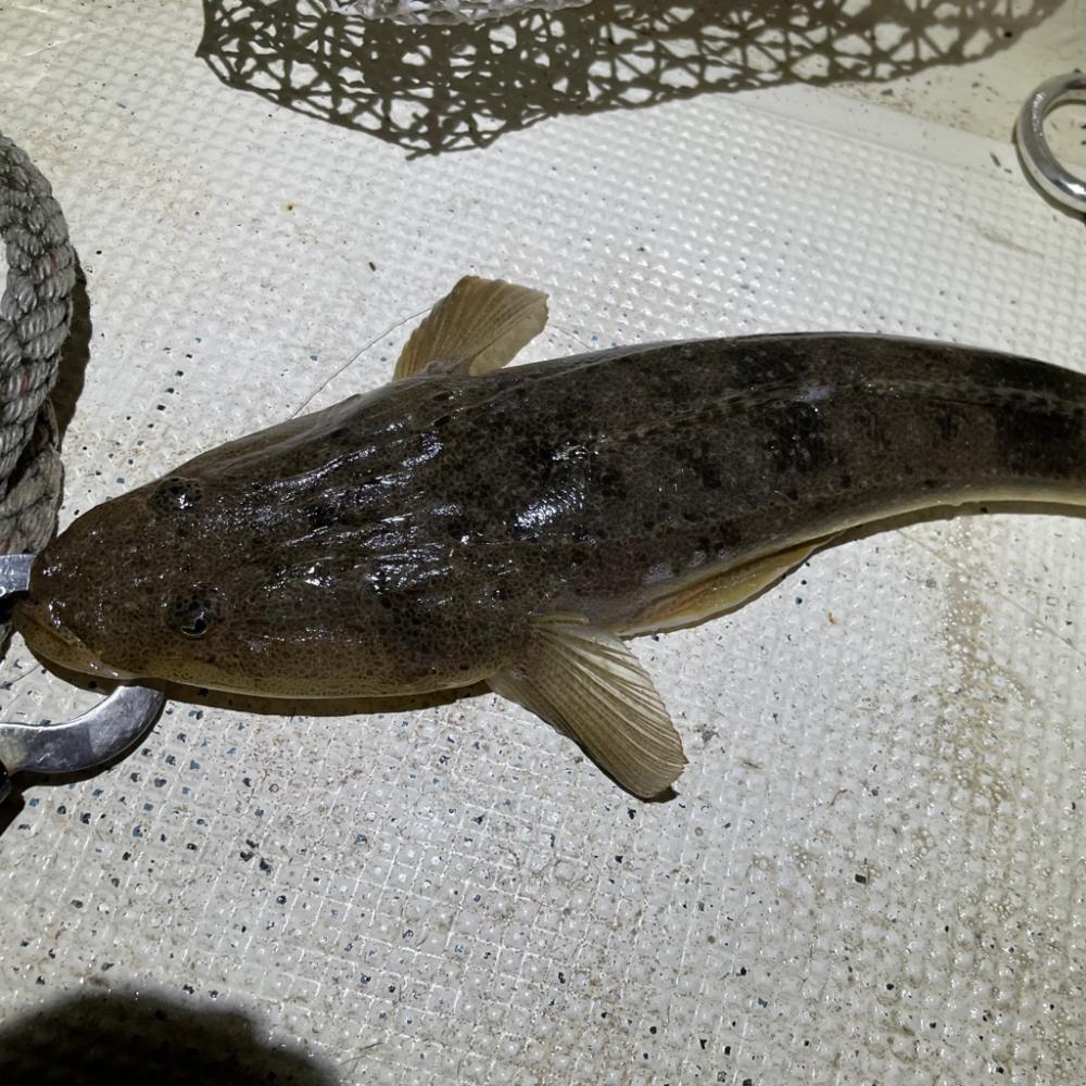 ボートシーバス