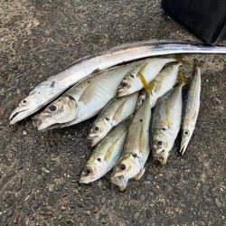 アジングで5目達成！！