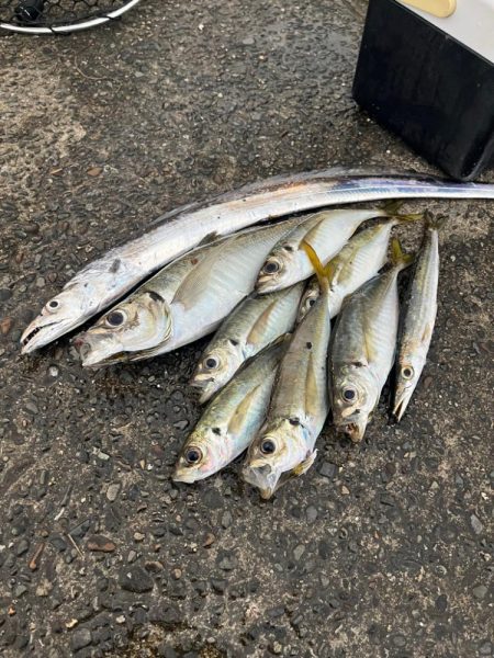 アジングで5目達成！！