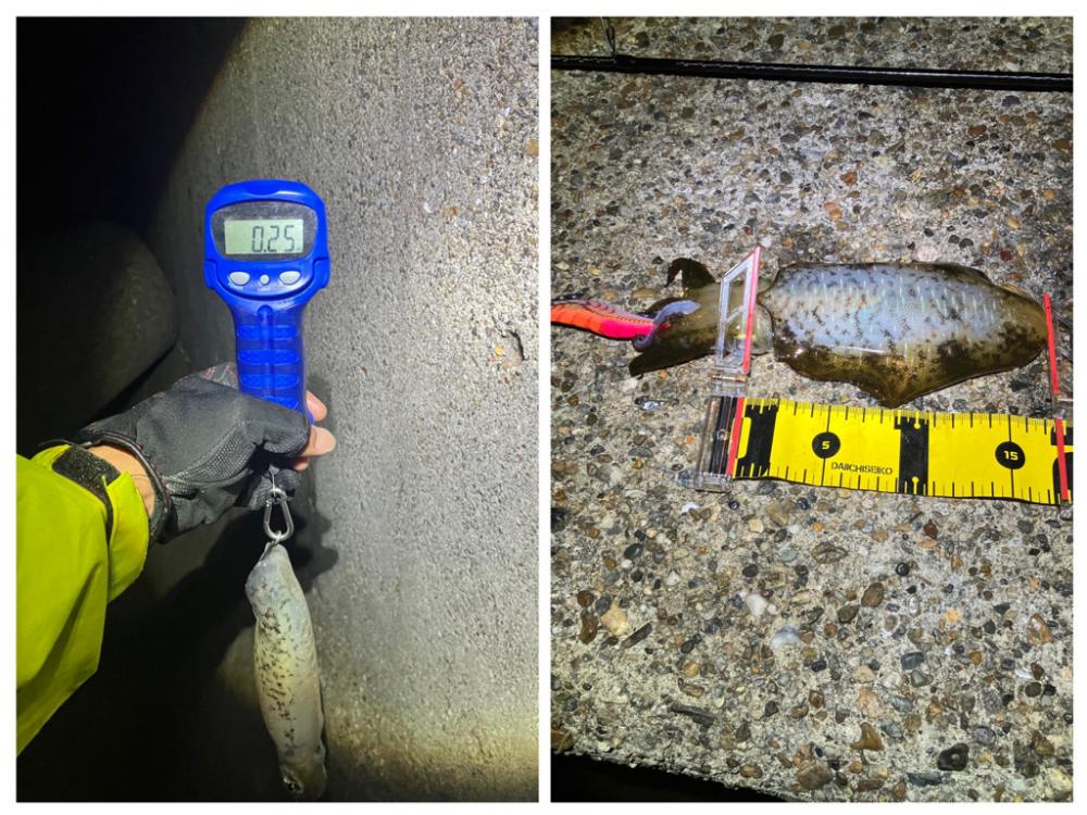 潮が良いとイカのサイズもUP\(^o^)/