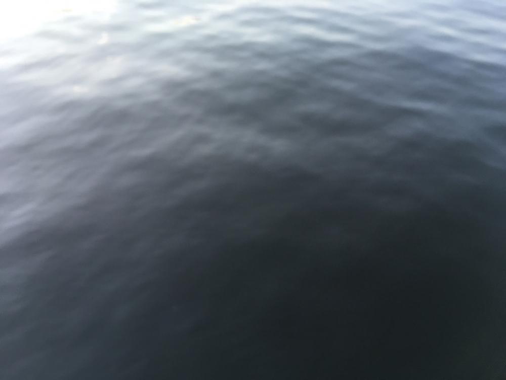 青物はまだかまだか