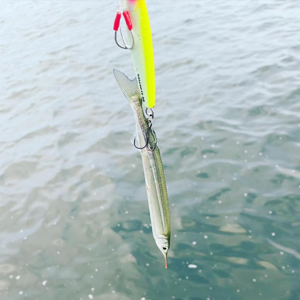 回遊まで粘る〜サゴシ〜