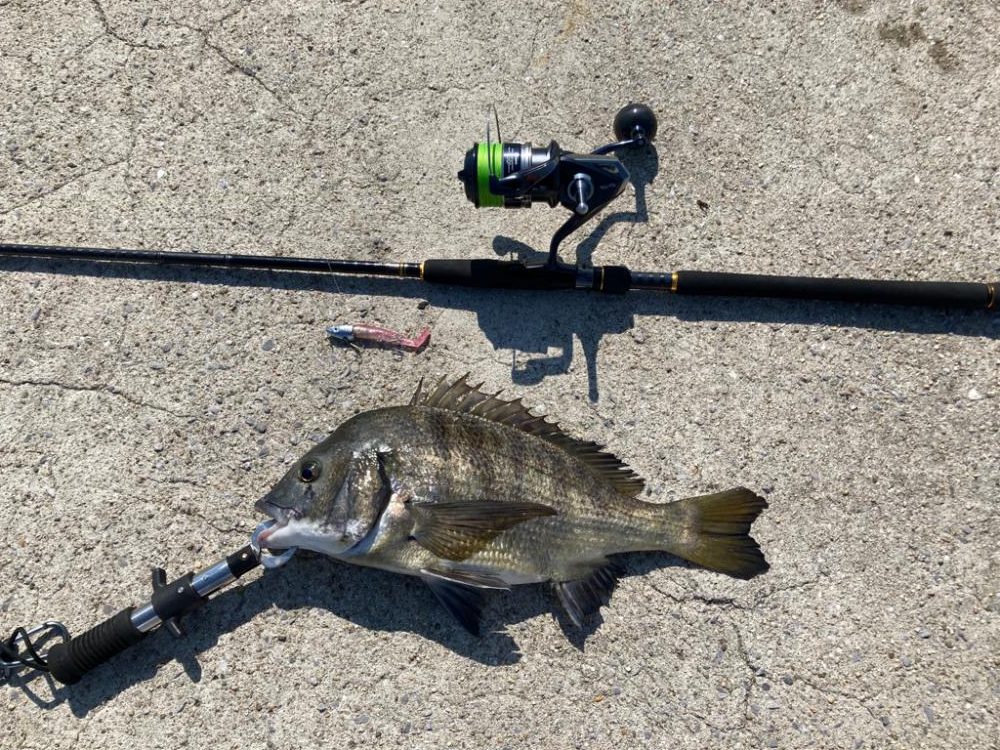 チヌ釣りです！