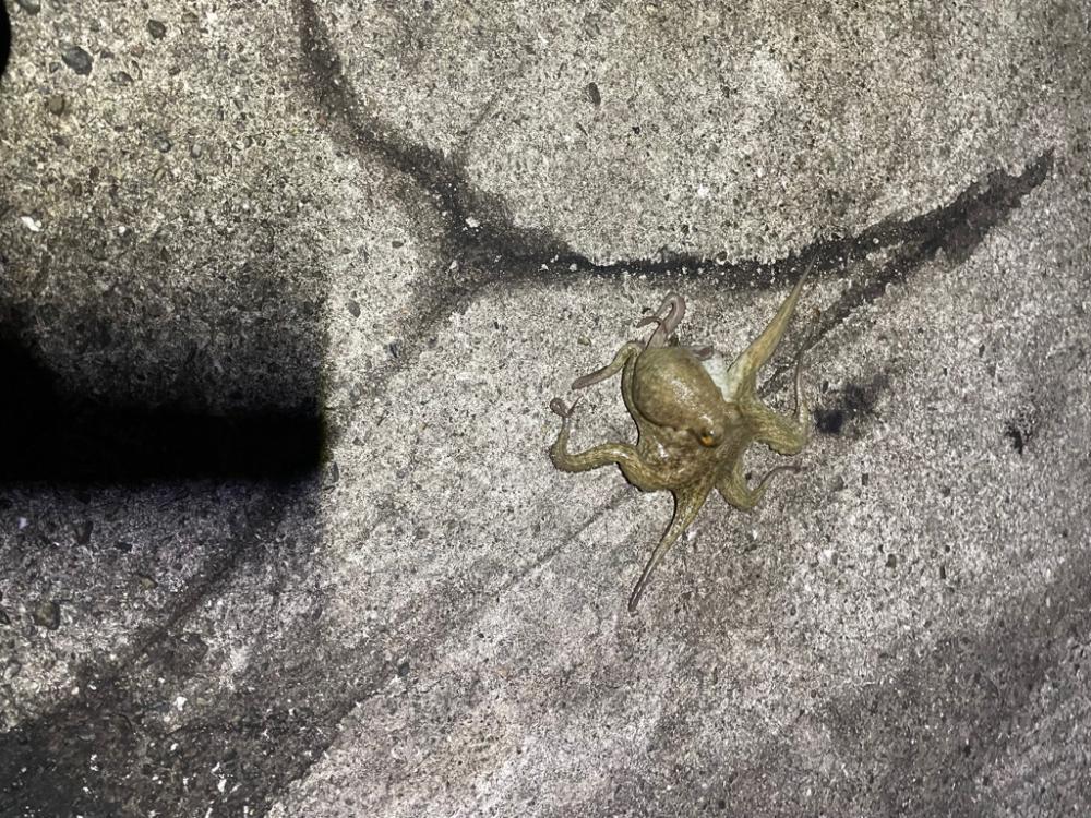 夜練ーエギング