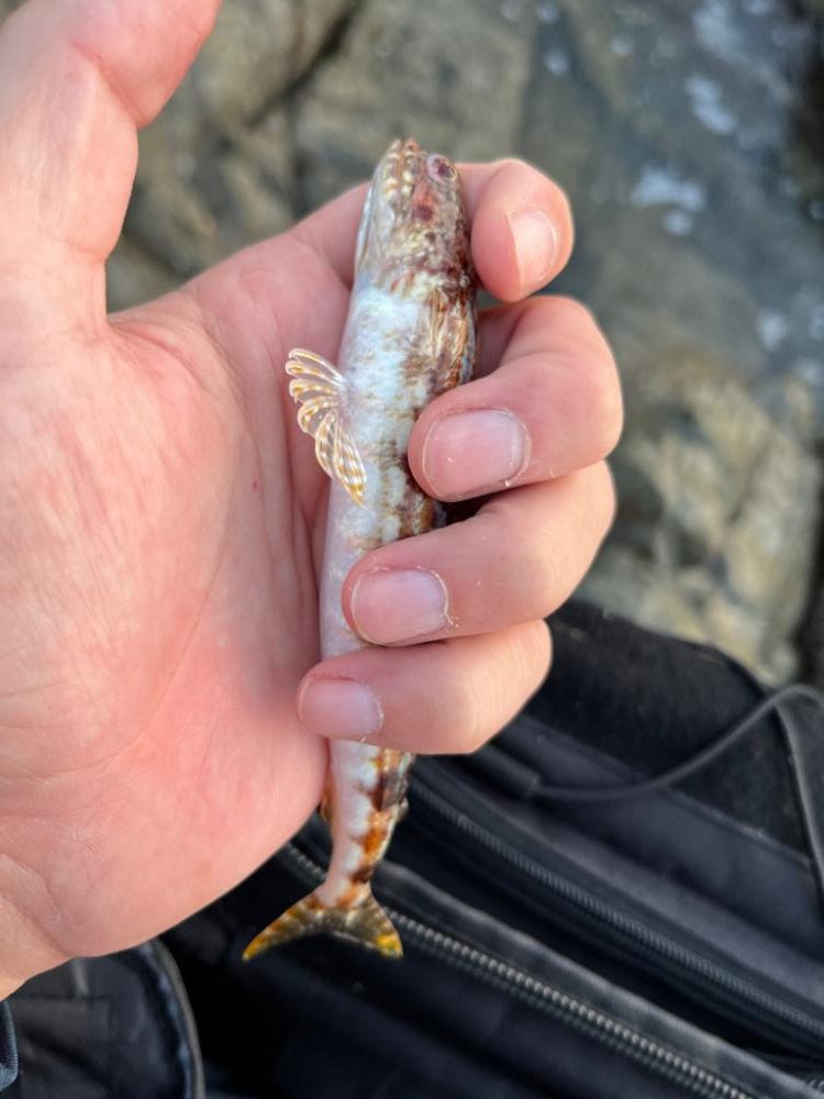 秋の尾鷲根魚釣り