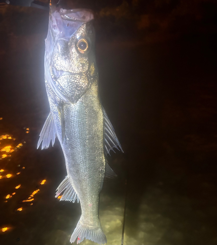 メモリアルフィッシュ