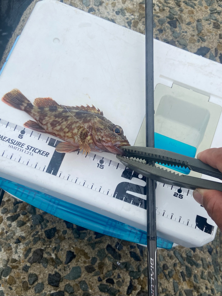 降りそで降らない、のんびりちょい投げDAY