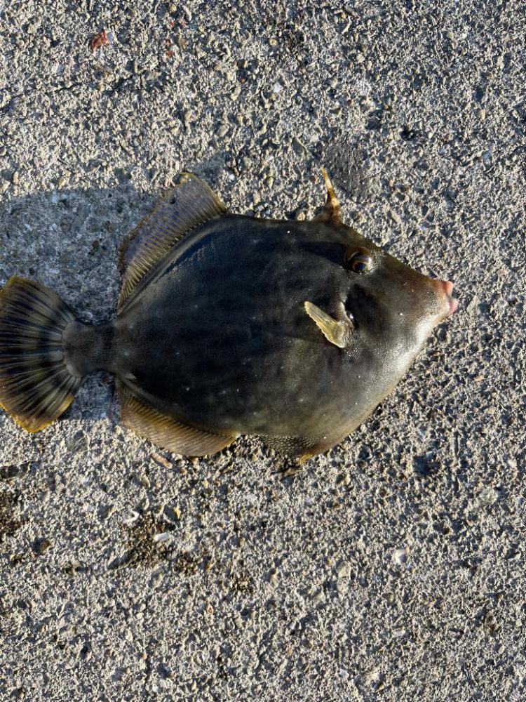 マイワシが来ました！