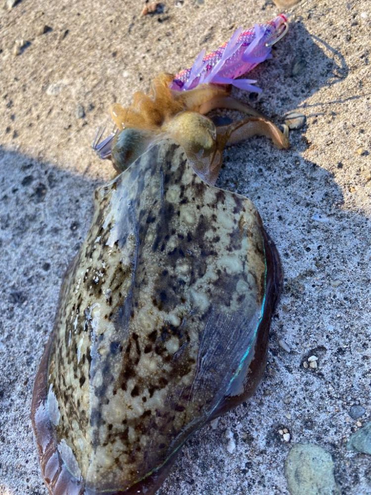 カワハギの肝和えが食べたくて