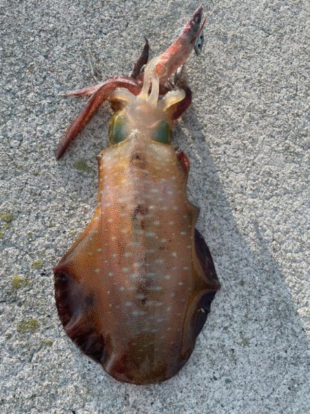 2023 佐渡ヶ島エギング 39回目【10月25日】