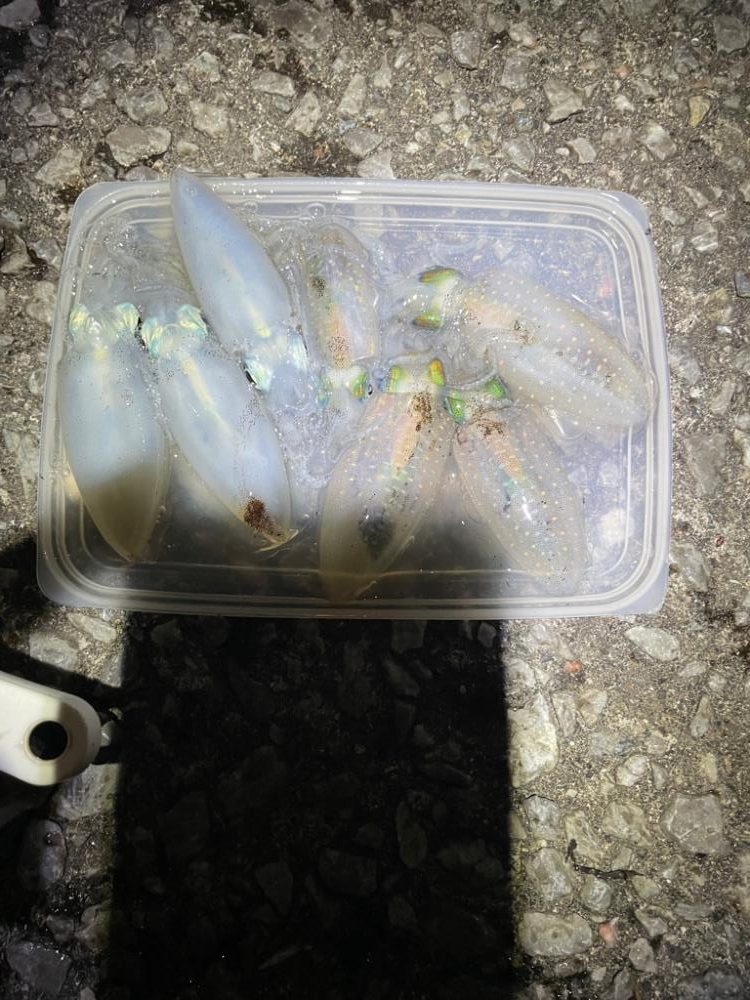 エギング良さげ🦑　サビキが…